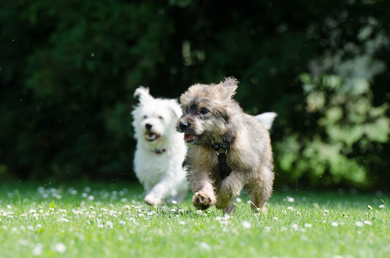two-running-dogs-ga076a2243_1280